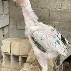 دجاج فارسي للبيع فرخ ماشاءالله