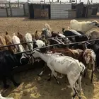 ماعز جنوبي للبيع .