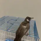 للبيع. بلبل حساوي