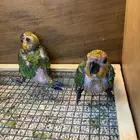 فروخ كنيور جنداى