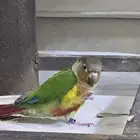 كنيور