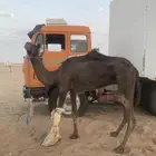 رحول للبيع