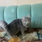 قطط شيرازي للتبني العاجل