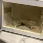 مكروبف