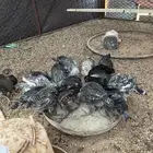 للبيع صوص فيومي