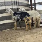 شاه رباع فل طلي نجدي جذع