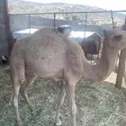 قعود فل شحم العمر 5 شهور
