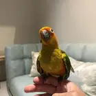 فرخ صن كنيور نهاية غر