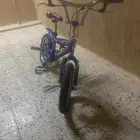 كوبرا لون ازرق اصلي