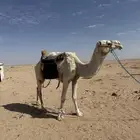 رحول ابل وضحى