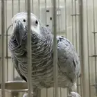 للبيع انثى كاسكو اليفه هدد