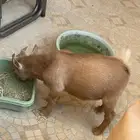 ماعز قزم بيور شيكي
