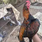 ديك سندي