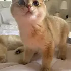 سكوتش فولد BY12ذكر مستوى بطل