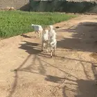 8خرفان رفيدي بلدي