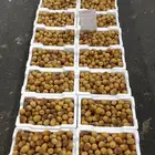 روثانة فاخرة