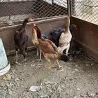 للبيع دجاج باكستاني
