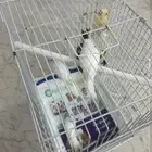 عصافير كناري للبيع