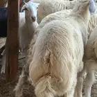 طلي حري من حلال الوالد فل مقفل شعير برسيم