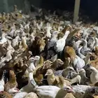 دجاج للبيع