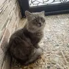 قطه للبيع بصحه جيده جدا ( السعر 600 )