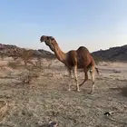بعير للبيع
