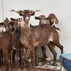تيس أوشح