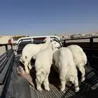 ذبايح ذبيحه حري تيوس نعيم يوجد تمارا