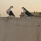 حمام