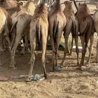 قعدان للبيع كفووو الموقع نجران فيه توصيل
