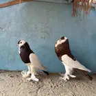 حمام نفاخ مسوبع تم البيع