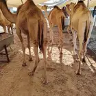 قعدان مفاريد جملة وتفريد