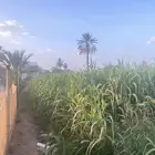 قصب