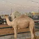 للبيع حاشي