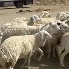 غنم دفيع مراح واحذ