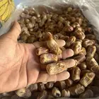 تمور مشكلات