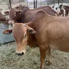 حسلان بلدي للبيع المخواة