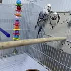 جوز بادجي هولندي