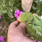 مطلوب دره هندي