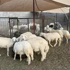 رخل ضحية شي فاخر