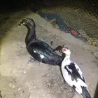بط بلدي للبيع