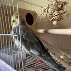 parrot