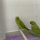 زوج ببغاء دره هندي