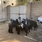 معزا عوارض طيبه العدد 10 بالتيس