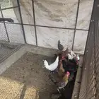 ديوك بلدي للبيع