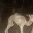 حوار ضيار
