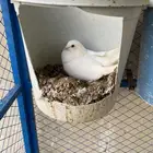 حمام فرنسي نظيف شرط ومنتج