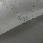 كبوت ام جي 5 اصلي