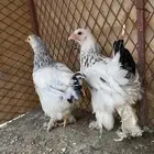 فروخ براهما كولومبي وسود