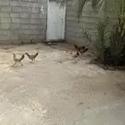 دجاج بلدي